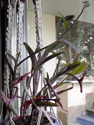 Tradescantie.JPG