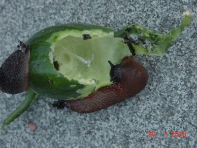 Schnecken fressen Gurke.jpg