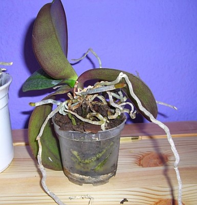 Orchidee 2.jpg