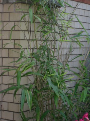 Bambus2.jpg