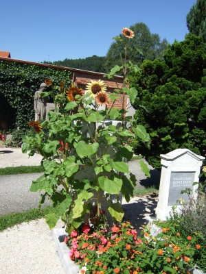 bearbeiteter Friedhof August 08 003.jpg