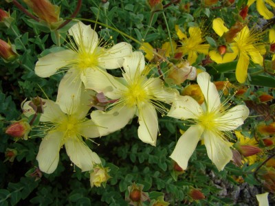 12.06.2008 hypericum1.jpg