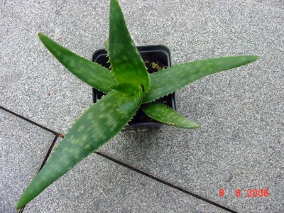 Aloe2.jpg