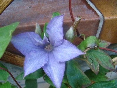 Clematis blau.JPG