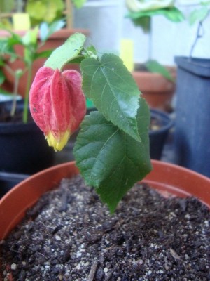 Abutilon Big Bell.JPG