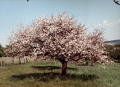 Apfelbaum2.jpg