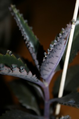 Bryophyllum serrata (Kalanchoe serrata).jpg