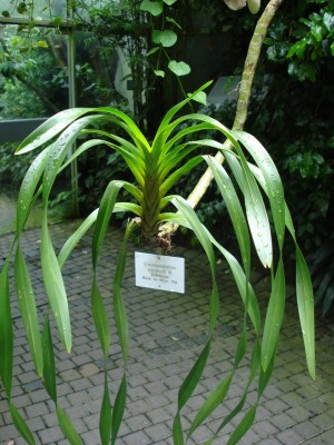 Palmengarten 2008 125.jpg