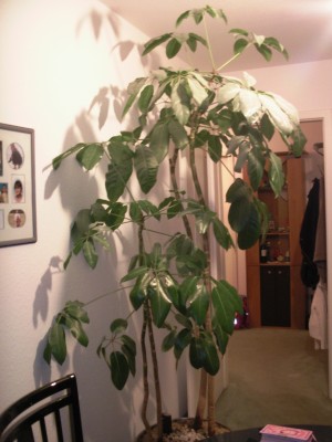 Schefflera1.jpg