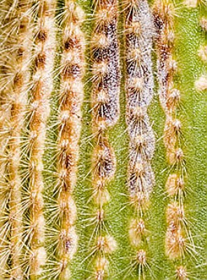 Kaktus02.jpg
