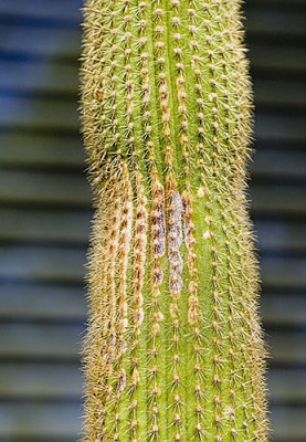 Kaktus01.jpg