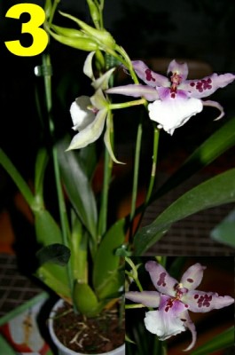 3 Orchidee.jpg