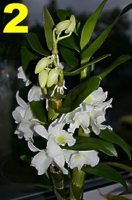 2 Orchidee.jpg