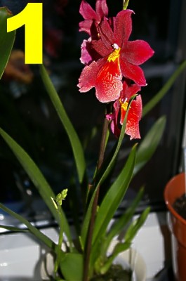 1 Orchidee.jpg