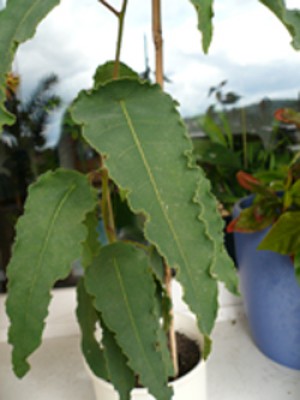 Zitroneneukalyptus, 09.07.08.jpg