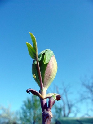 Tulpenbaum Knospe nah.jpg