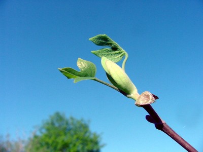 Tulpenbaum  2 Blätter.jpg