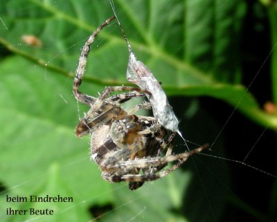 Spinne beim Verpacken 1 w.jpg