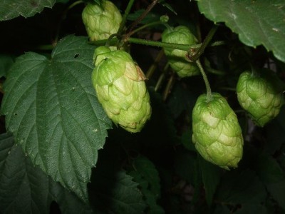 k-2008_0924Hopfen0071.JPG