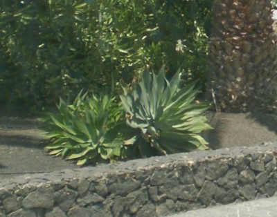 lanzarote_pflanze.JPG