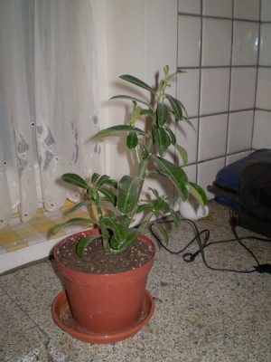 adenium_obesum.JPG