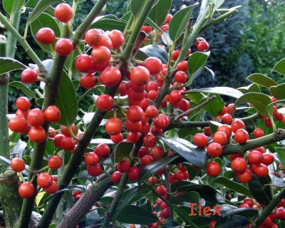 Samen Ilex w.jpg