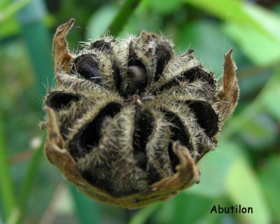 SAmen Abutilon w.jpg