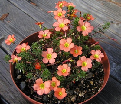 Oxalis_massoniana.jpg