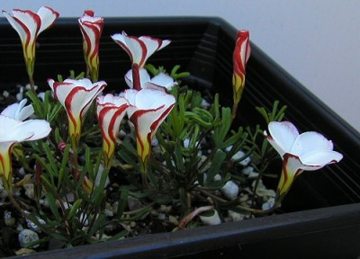 Oxalis_versicolor_msi4.jpg