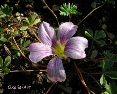 Oxalis-Art w.jpg