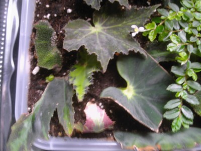Austrieb B. heracleifolia 2.JPG