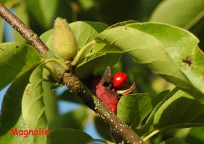 Magnolie Knospe + Samen.JPG