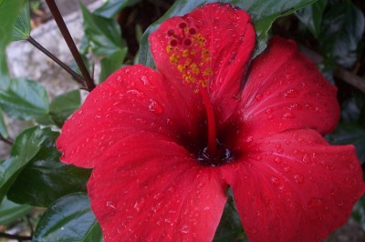 Hibiskus_2.jpg