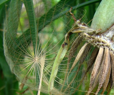 14.06.2008 tragopogon porrifolius.haferwurzel01.jpg