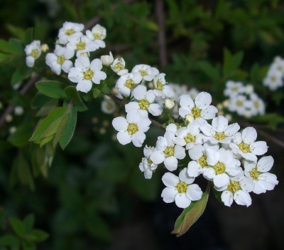 Spierstrauch- Spiraea.JPG