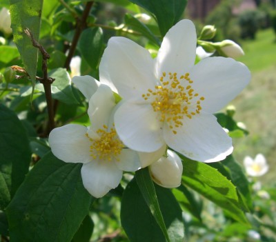 Pfeifenstrauch Philadelphus.JPG