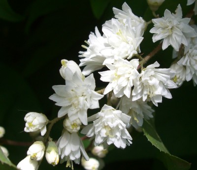 Deutzie (Deutzia).JPG