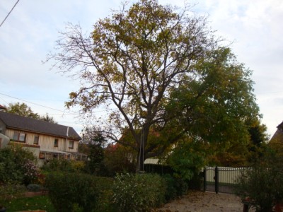 2008-10-27 verschiedenes-Nußbaum 032.jpg