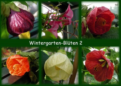 WG-Blüten 2.jpg