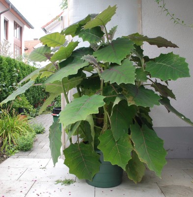 solanum quitoense.JPG