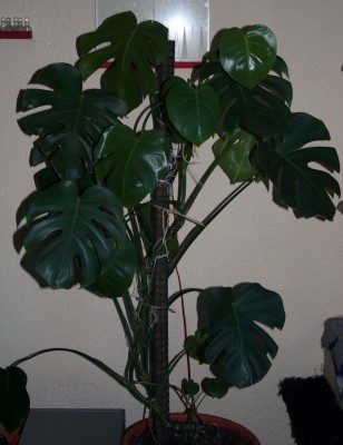 monstera-groß.jpg