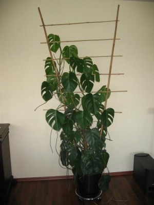 Monstera1.JPG