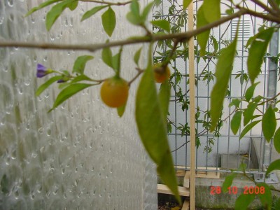 Enzianbaum Früchte.jpg