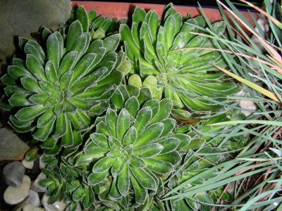 sempervivum_1b.jpg