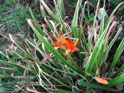 Busch mit Blüte.jpg