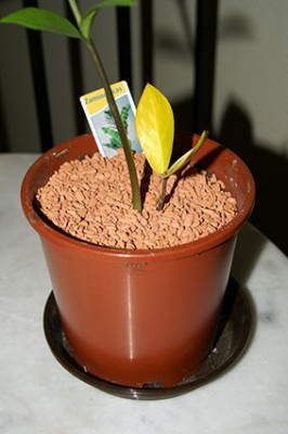 Zamioculcas_01.jpg