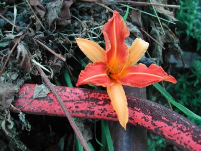 Busch mit Blüte Teil 2.jpg