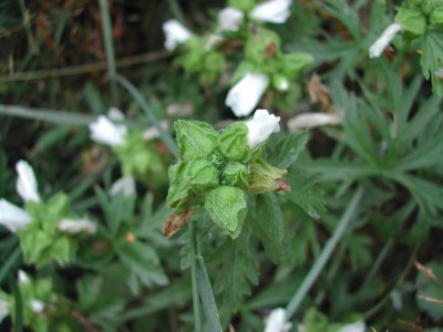 komische Blüte Teil2.jpg