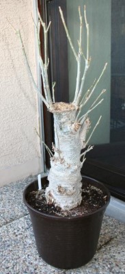 Baobab.JPG