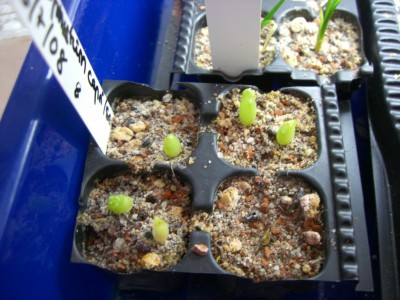 Astrophytum capricorne senile 05.11.2008 - 3.jpg